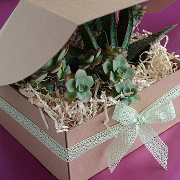 SHIPPING BOXES